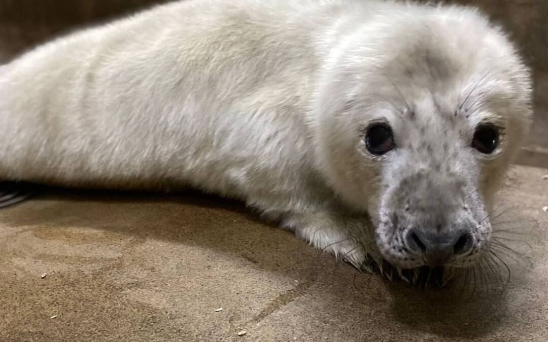 Separated Seals Get West Norfolk Home