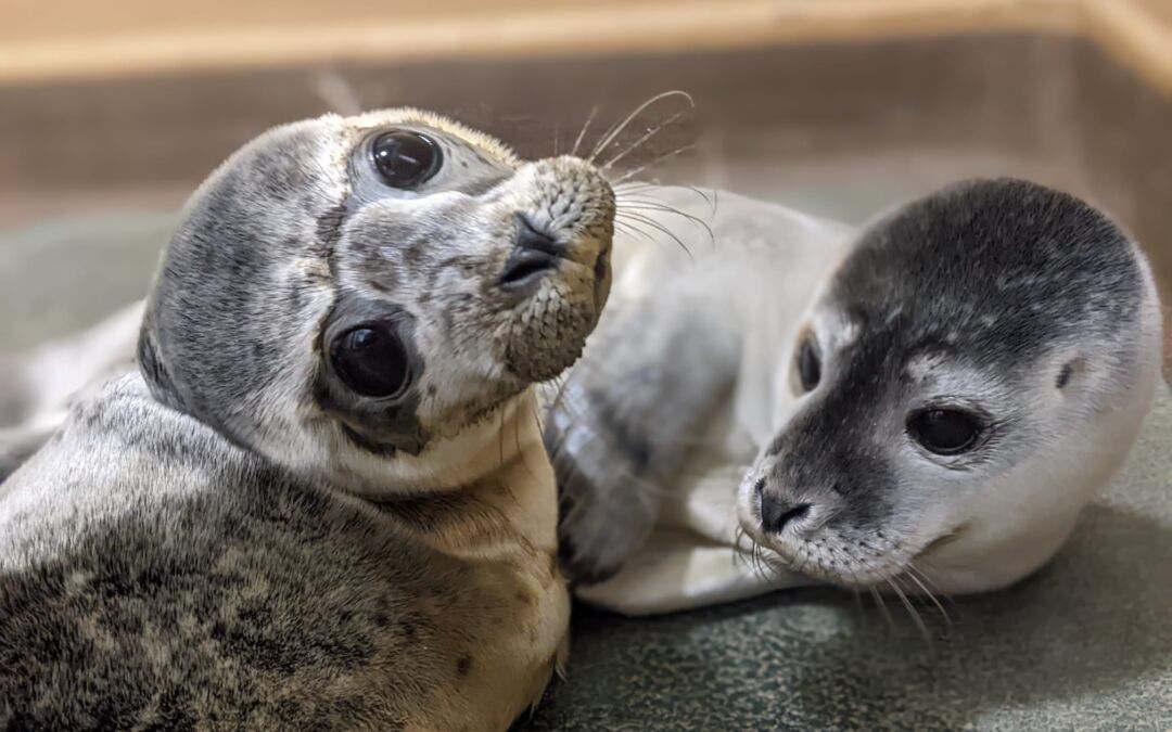 Boost To West Norfolk Seal Support