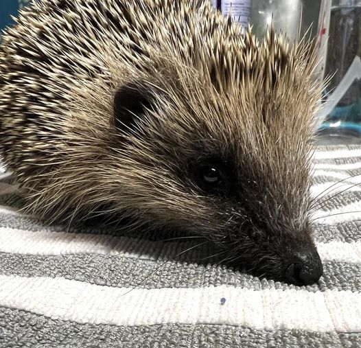 Leah’s Bike Challenge for Hedgehogs