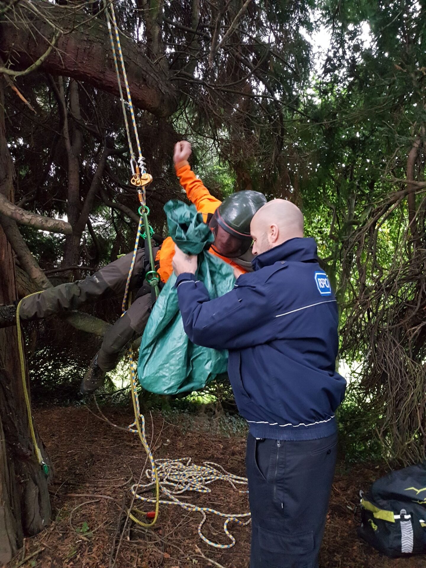 Tree Surgeon Helps With Cat Rescue Radio West Norfolk